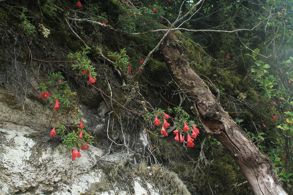 Представитель Семейства Philesiaceae